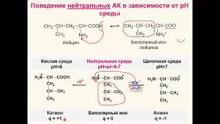 АМИНОКИСЛОТЫ.  ГОТОВИМСЯ К МИКРОКОНТРОЛЮ