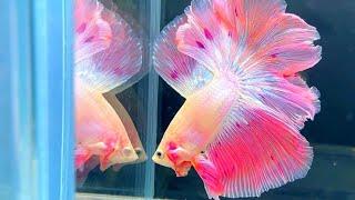 Most Beautiful Betta Fish collection | Stunning Halfmoon Bettas