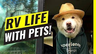 RV Life With Pets! 10 Hacks You NEED TO KNOW To Make It Work