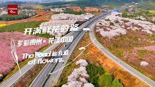 开满鲜花的路多彩贵州-花漾中国 The road is full of flowers #FlowersinGuizhou