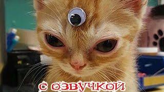 Приколы с котами! - С ОЗВУЧКОЙ! Самые смешные животные! Смешные коты! Засмеялся подписался!