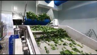 Spray optical sorter for fresh-cut vegetable leaves | Raytec Vision