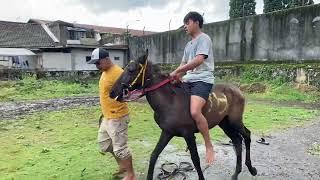 Kuda sandel baru datang. Beberapa saudaranya berprestasi di jawa