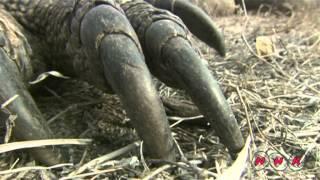 Komodo National Park (UNESCO/NHK)