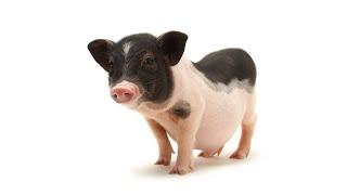 Myth of Mini Pigs & Micro Pigs | Pet Pigs