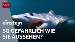 Haie – unterwegs mit den Königen der Meere | Einstein | SRF Wissen