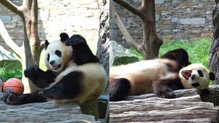 9.4 Panda Fu Bao Part 2 #new #daily #update #panda #fubao #푸바오 #fyp #viral #pandalife #pandalove