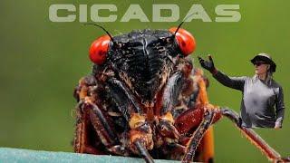 Behind the Buzz: Demystifying Cicadas at Linalita Farm