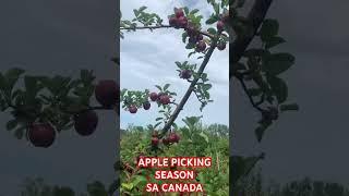 APPLE PICKING SEASON SA CANADA | #pinoyabroad #buhaysacanada #pinoy #filipino #ofw #ofwcanada