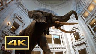 Natural History Museum (New Dinosaur Exhibit) Walking Tour in 4K -- Washington, D.C.