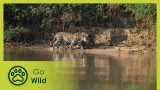 Amazon River Islands, the Floating Forest - Wildest Islands - Go Wild