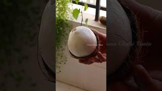 Viral Coconut Hack#shorts #youtubeshort #ammachethivanta #kitchentips #hacks #tips #viral #respect