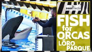 Loro Parque: Fish for ORCAS | zoos.media