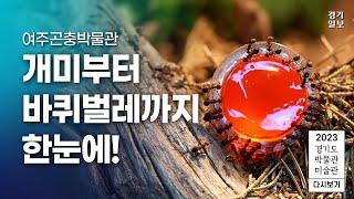 2023 경기도 박물관·미술관 다시보기ㅣ일곱 번째, 여주곤충박물관