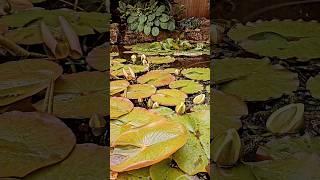 STUNNING lilly pond | Nature pond #aquatic #pond #lilly #fish #fishkeeping #aquascape #nature