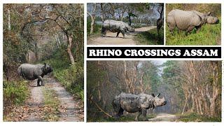 Rhino Crossings | Orang | Pobitora | Kaziranga | Manas | Pride of Assam | One-Horned Rhinoceros