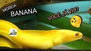 O Peixe BANANA ou MOREIA BANANA - Você conhece? Veja alguns FATOS sobre ele neste vídeo