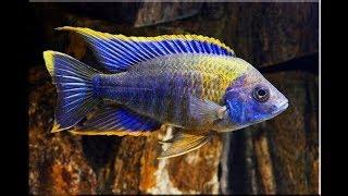 Livefishdirect Fish Lottery: Buying Juvenile Peacock Cichlids