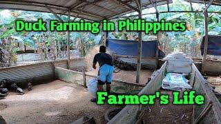 Farmers Life | Duck Farming in Philippines | Life in Countryside