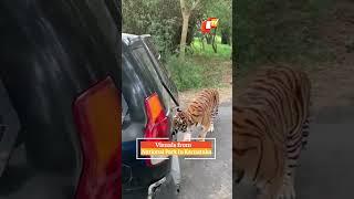 Scary! Tiger Pulls SUV Full Of Tourists! | OTV News