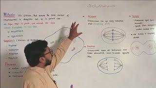 Mitosis | Prophase | Metaphase | Anaphase | Telophase | F.Sc-Biology