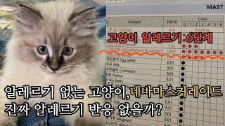 고양이 알레르기 없는 종 네바마스커레이드, 진짜 알레르기 없을까? (집사는 고양이 알레르기 6단계)