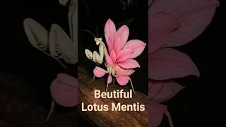 beutiful lotus mentis #mentis