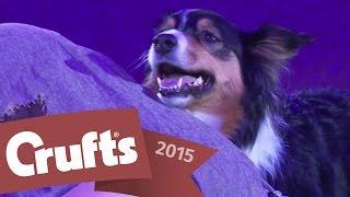 Heelwork to Music - Freestyle International Winner | Crufts 2015