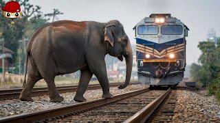 Tragic ! 40 Horrifying Moments of Animals Colliding with Trains !