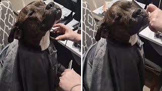 Funny dog sits like a proper gentleman while getting fake haircut