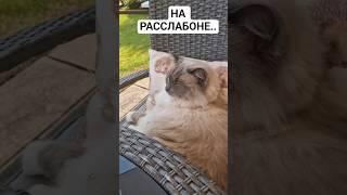 ЖИЗНЬ В КАЙФ #англиямоимиглазами #лето #жизнь #кот #домашниеживотные