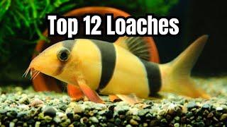 12 Best Loach Fish for Your Aquarium