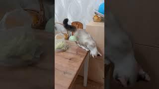 Что это было? Позитив от  Марселя. Реакция Афины.