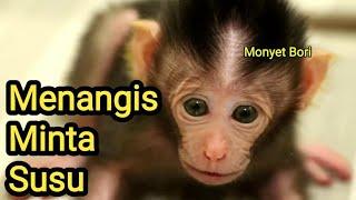 Anak Monyet Lucu Rewel Terus Minta Susu 