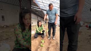 Rural Farmer Useful This Satisfying Seedlings Planting Tool  #shorts #youtubeshorts