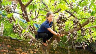 Harvesting Ambarella Go to market sell - Make Prawn Crackers (Shrimp Chips) served