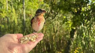 Hand-feeding Birds in Slow Mo - Rose-breasted Grosbeak