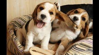 Funny And Cute Beagle Puppies Compilation #1 - Cutest Beagle Puppy