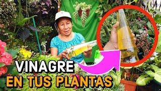 RIEGA tus PLANTAS con VINAGRE  y Tu Jardin TE LO AGRADECERA - Abono ORGANICO y FUNGIZIDA