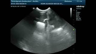 Exotic Practice - Ultrasound Chicken with Ascites