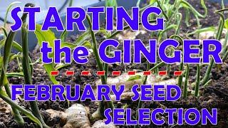 Early February Seeds - Staring Off the Ginger - Potting on Lemongrass