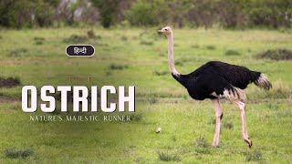 The Ostrich - Nature's Majestic Runner – [Hindi] – Quick Support