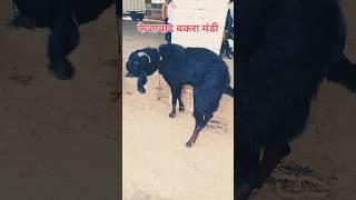 ब्लैक बकरा फैजाबाद मंडी | RK goat farming|#viral #bakramandi #short #shorts #shortvideo #alkayagnik