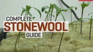 Rockwool Hydroponics Propagation and Transplanting Complete Guide