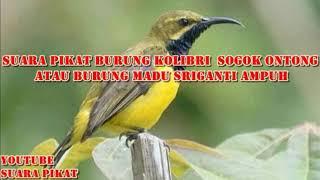 SUARA PIKAT BURUNG KOLIBRI  SOGOK ONTONG ATAU BURUNG MADU SRIGANTI AMPUH