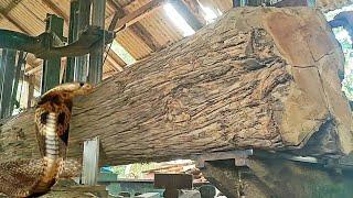 Amazing discovery of old teak logs full of beautiful fibers sawn into quality furniture materials