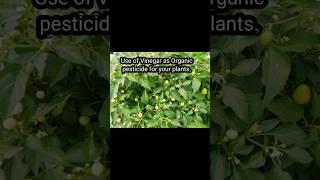 Best organic pesticide || #shorts #ytshorts #organic