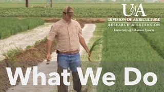 U of A System Division of Agriculture - What We Do