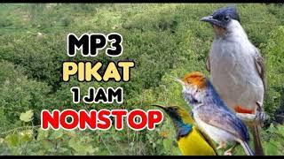 mp3 pikat kutilang ribut kombinasi burung kecil ampuh/kicau atasangin