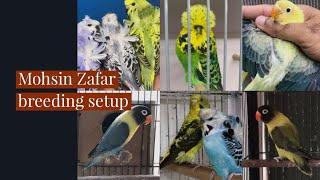 Mohsin Zafar Lovebirds | budgerigar | Breeding Setup | By Wajahat Munawar